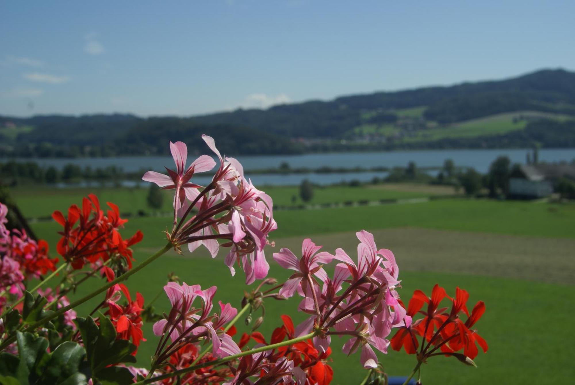 Hotel Walkner Seeham Rum bild